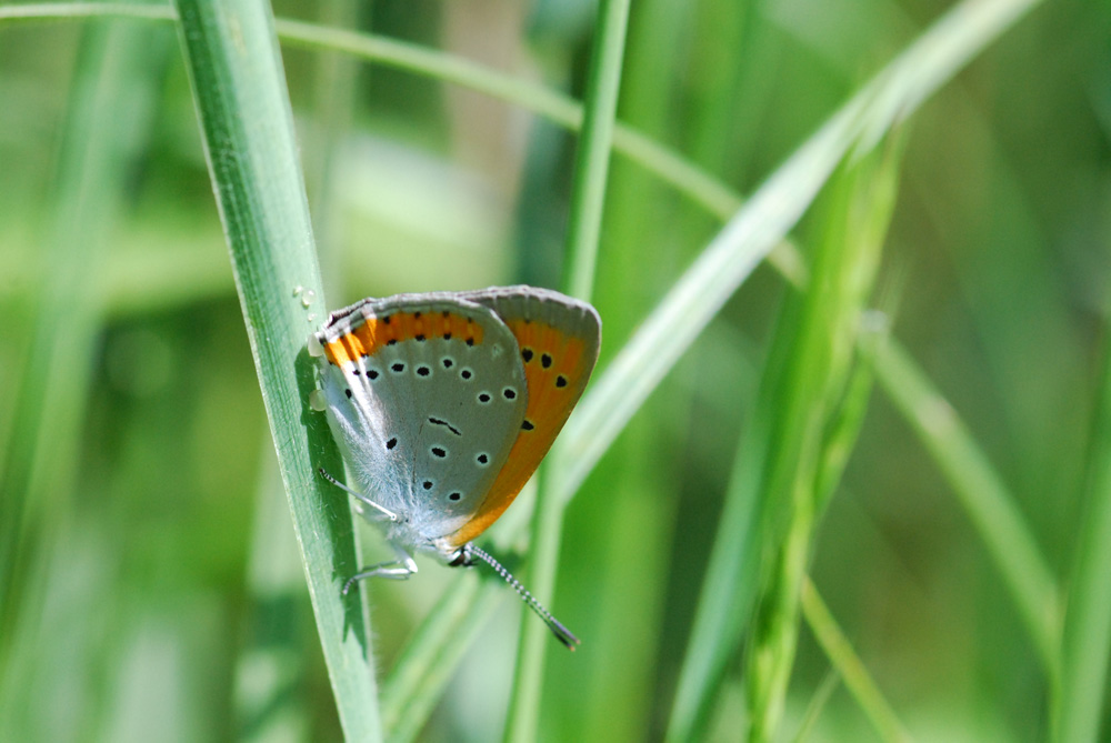 Lycaena dispar